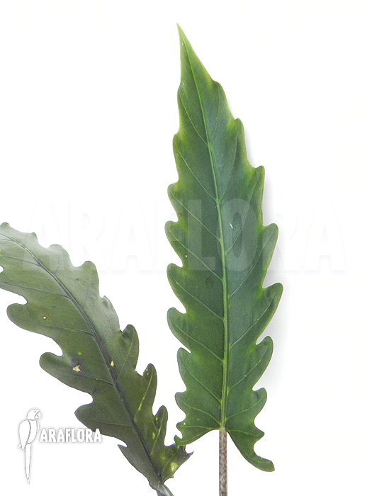 Alocasia lauterbachiana
