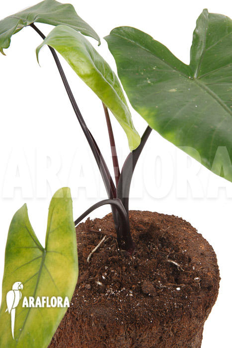 Alocasia macrorrhizos ‘Black stem’