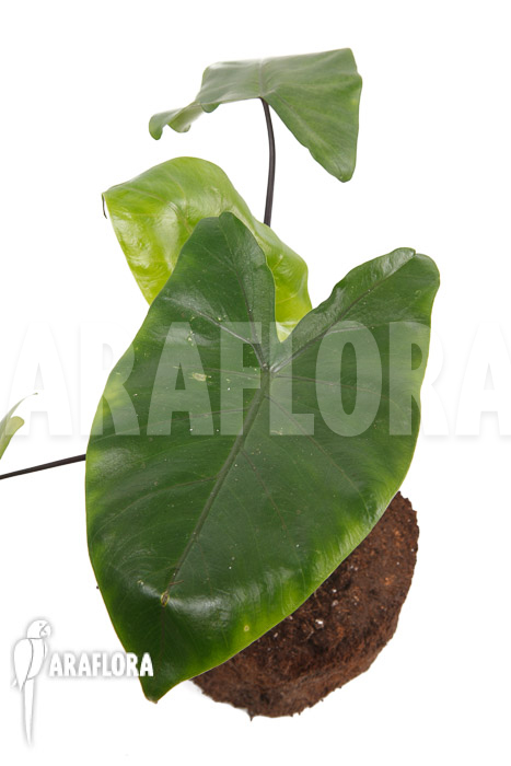 Alocasia macrorrhizos ‘Black stem’