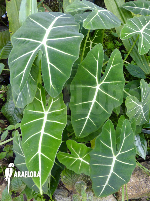 Alocasia micholitziana