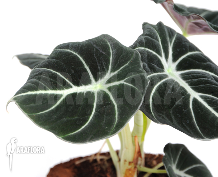 Alocasia reginula ‘Black Velvet’