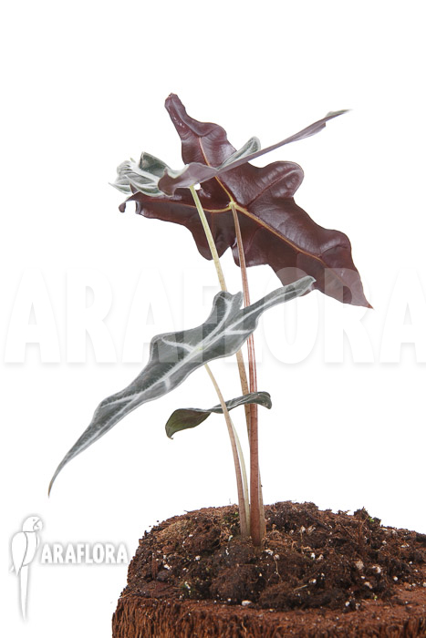 Alocasia sanderiana ssp nobilis