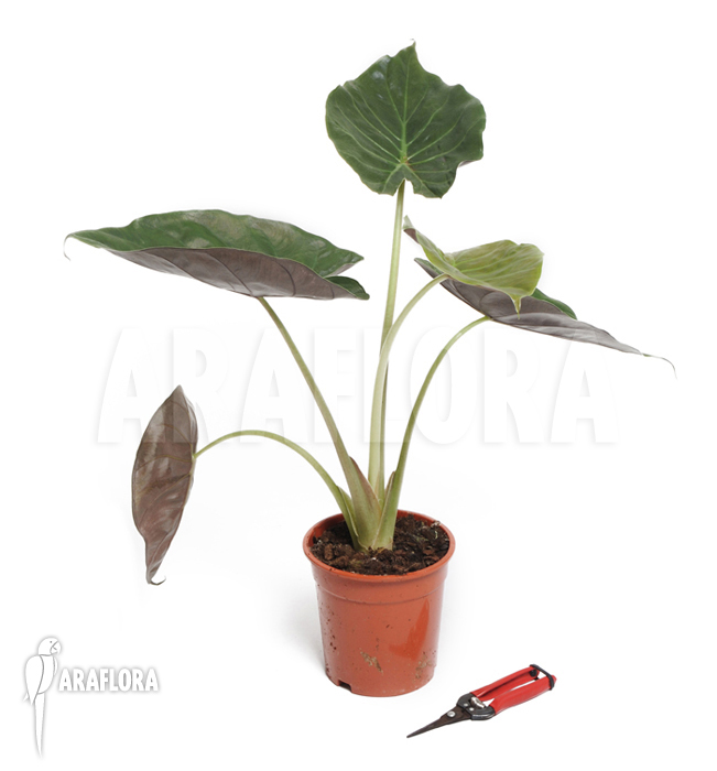 Alocasia wentii