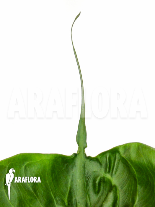Alocasia x Stingray