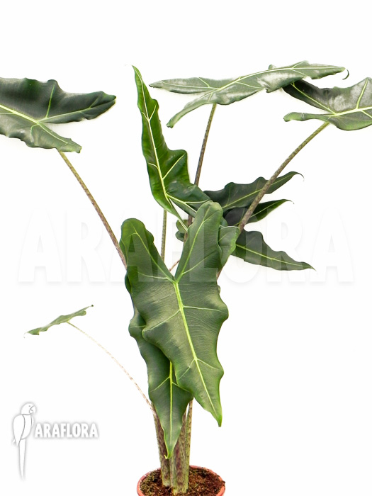 Alocasia x Sarian (zebrine x micholitziana) ‘M’