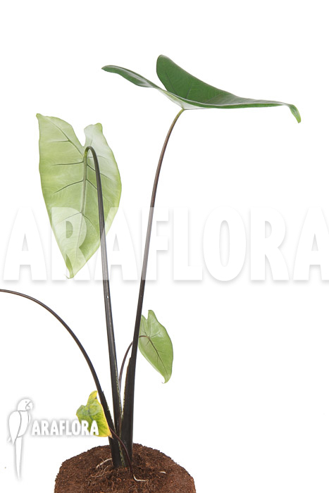 Alocasia zebrina ‘Black zebrina’