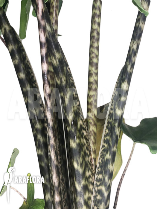 Alocasia-zebrina-tigrina-superba-5