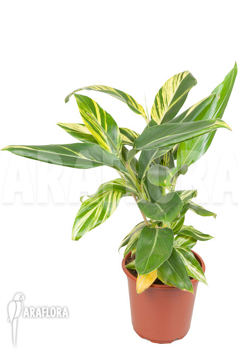 Alpinia zerumbet ‘variegata’