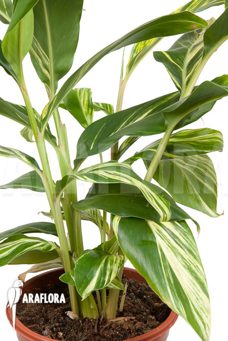 Alpinia zerumbet ‘variegata’