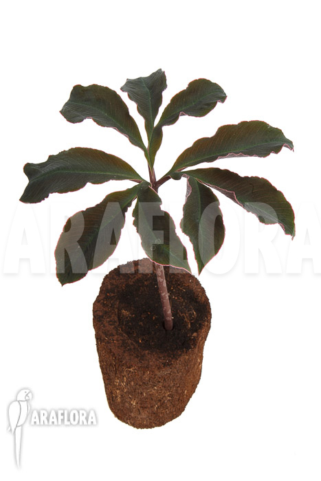 Amorphophallus atroviridis