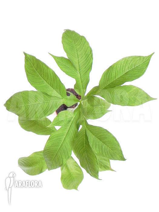 Amorphophallus paeoniifolius