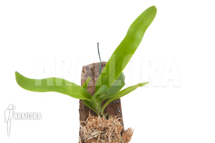 Angraecum eburneum ssp xerophilum