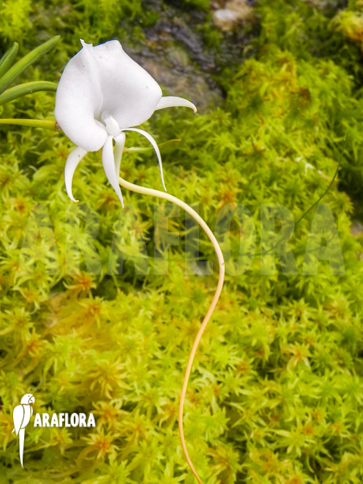 Angraecum scottianum