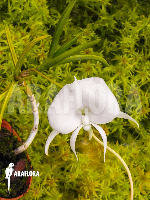 Angraecum scottianum