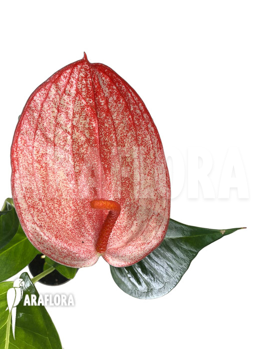 Anthurium ‘Red 174’