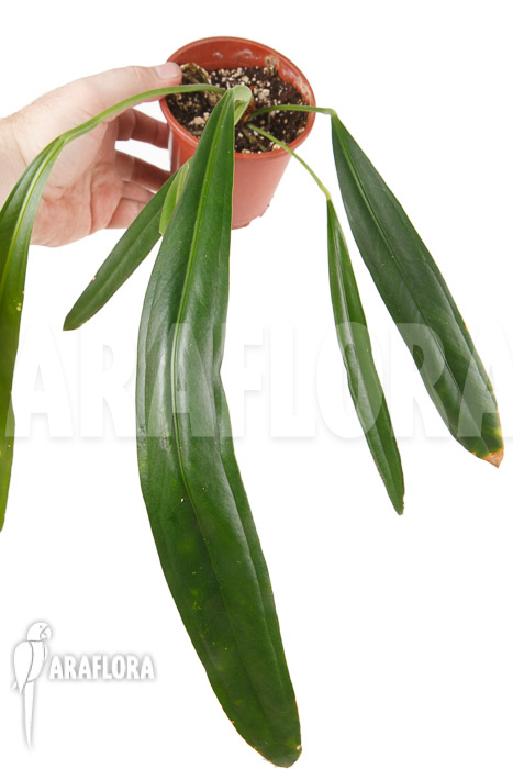 Anthurium bakerii
