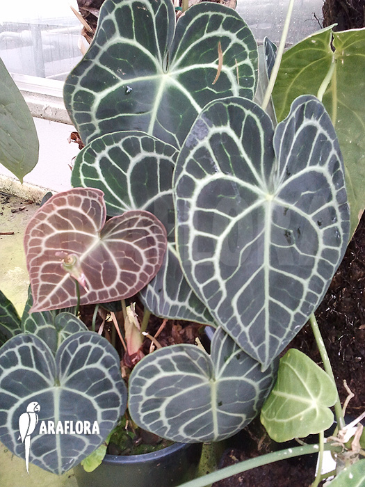 Anthurium clarinervium