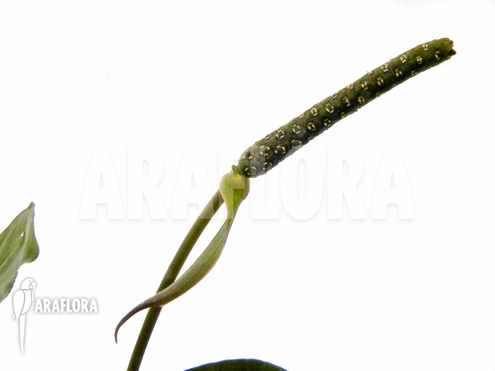Anthurium-clarinervium-flower-1