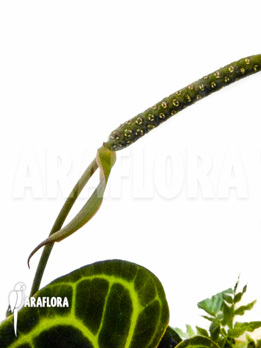 Anthurium-clarinervium-flower-2