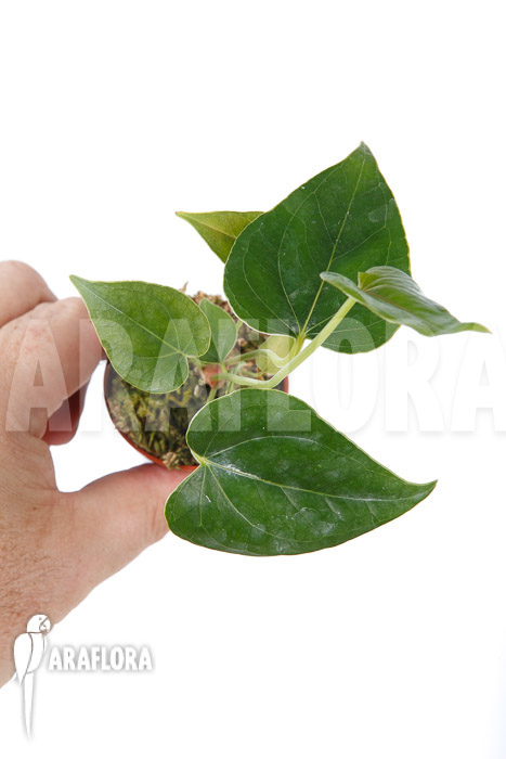 Anthurium decipiens ‘starter’