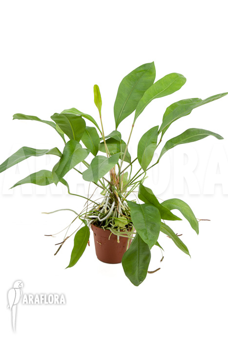 Anthurium gracile ‘Wide Leaf’