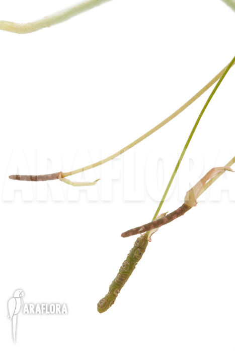 Anthurium gracile ‘Wide Leaf’