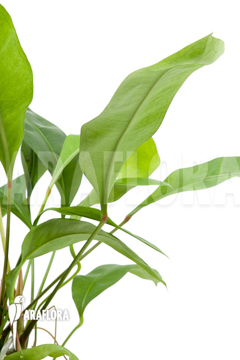 Anthurium gracile ‘Wide Leaf’