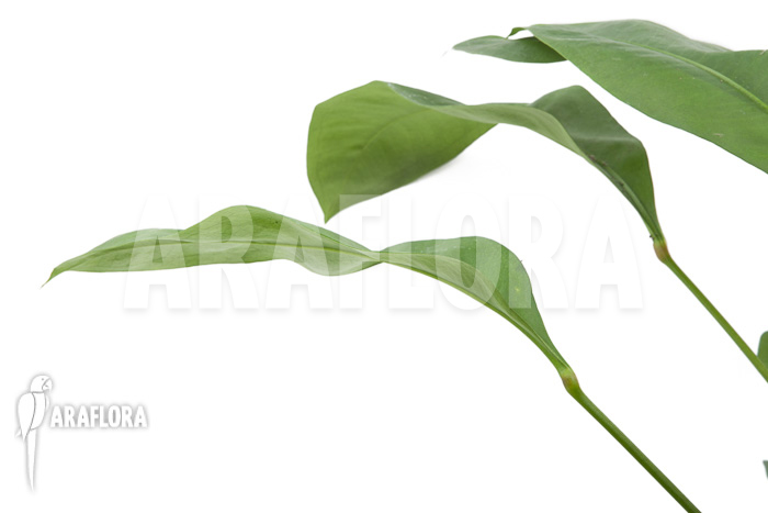 Anthurium gracile ‘Wide Leaf’