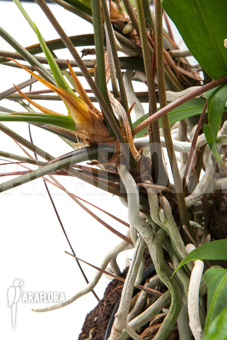 Anthurium gracile ‘XL’