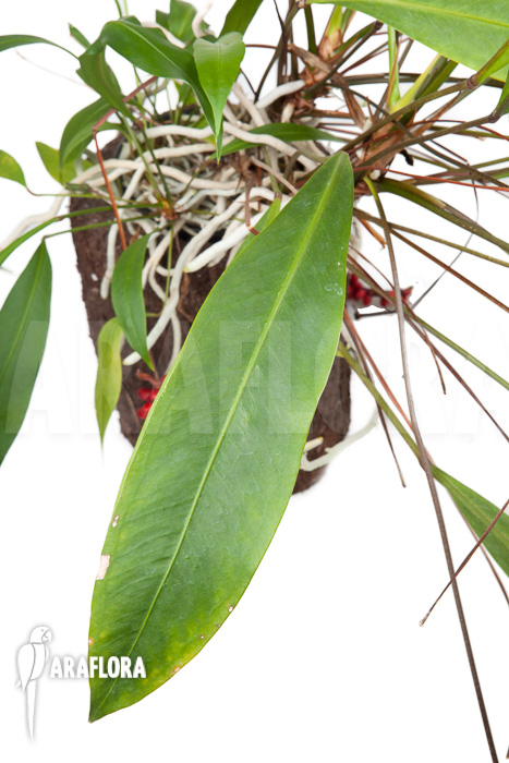 Anthurium gracile ‘XL’