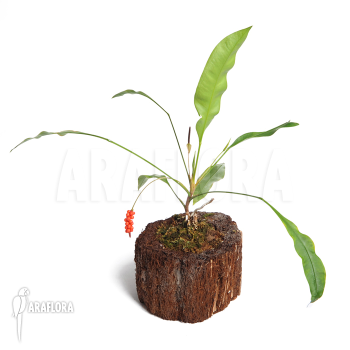 Anthurium gracile ‘Surinam’