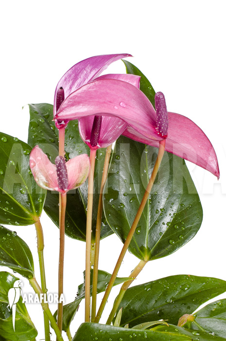 Anthurium mini Purple