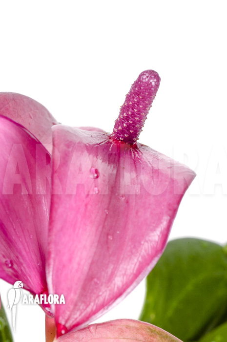 Anthurium mini Purple