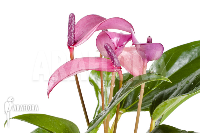Anthurium mini Purple