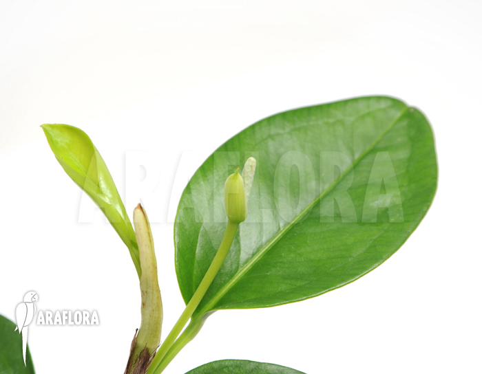 Anthurium obtusum ‘S’