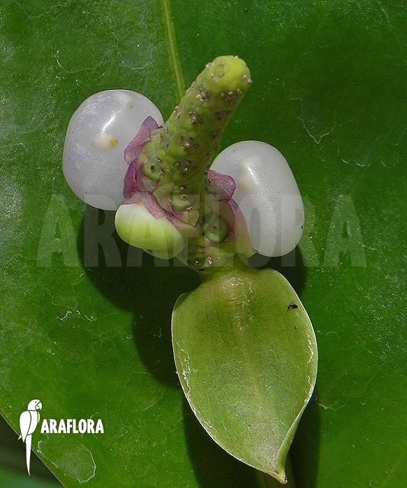 Anthurium-obtusum-S-4