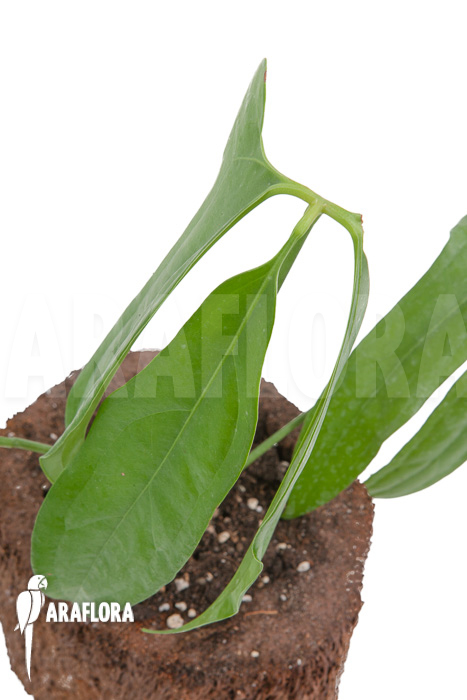 Anthurium species (Anthurium polydactylum)