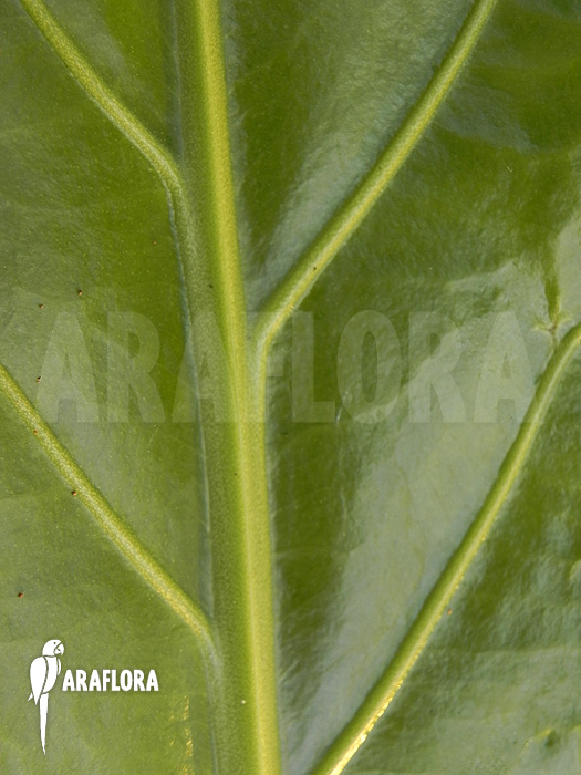 Anthurium species Jungle King