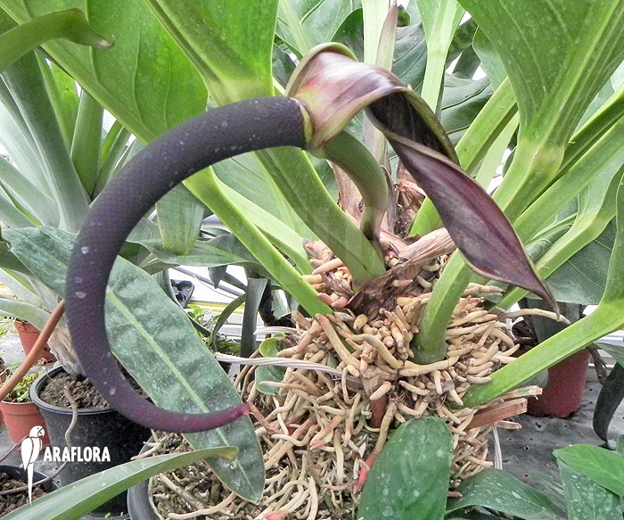 Anthurium species Jungle King