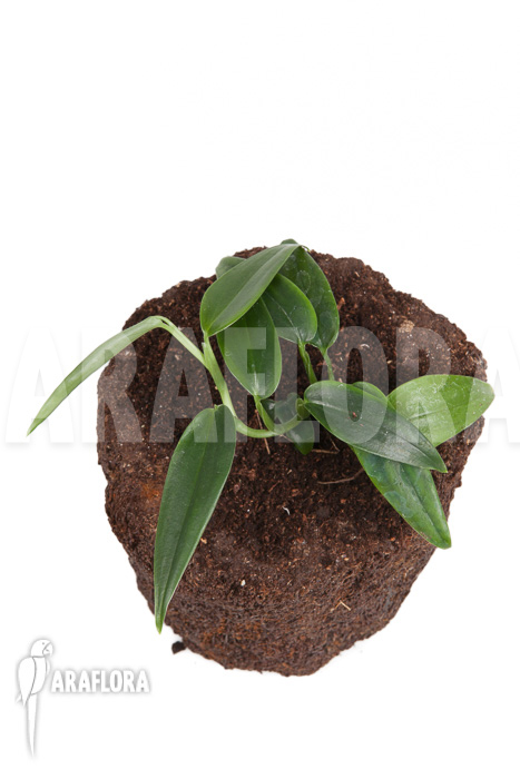 Anthurium species Mini