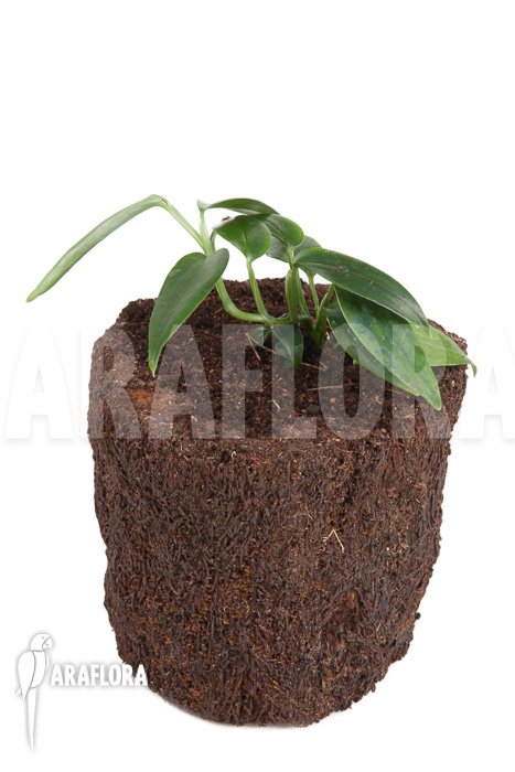 Anthurium species Mini