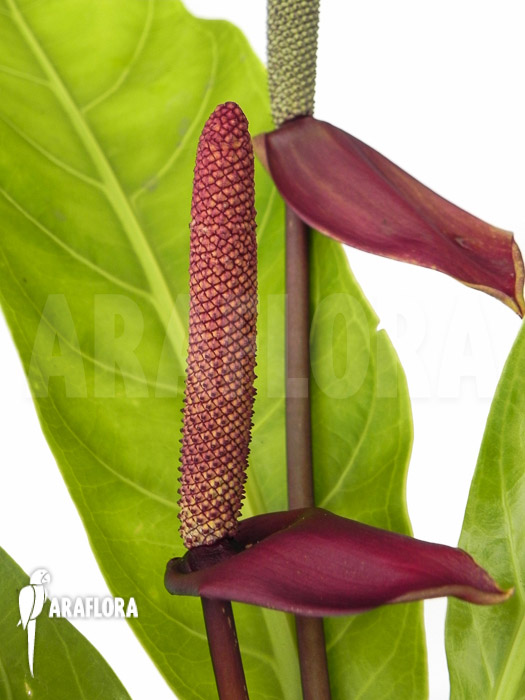 Anthurium species rio dulce guatemala flower