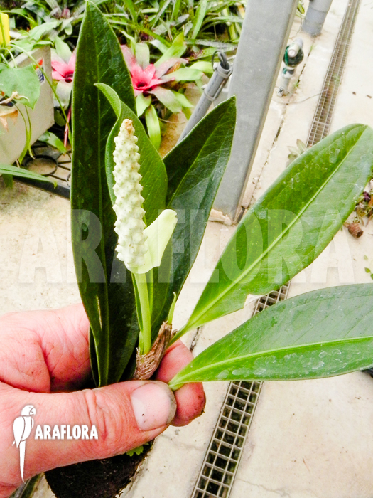 Anthurium obtusum ’trinerve’