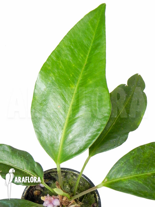 Anthurium obtusum ’trinerve’