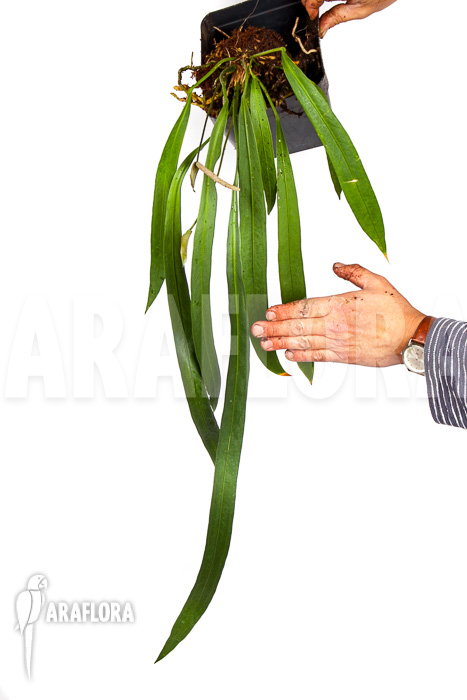 Anthurium vittarifolium “XL”