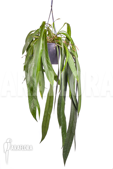 Anthurium vittarifolium “XL”