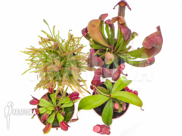 Araflora Carnivorous plant Starter package