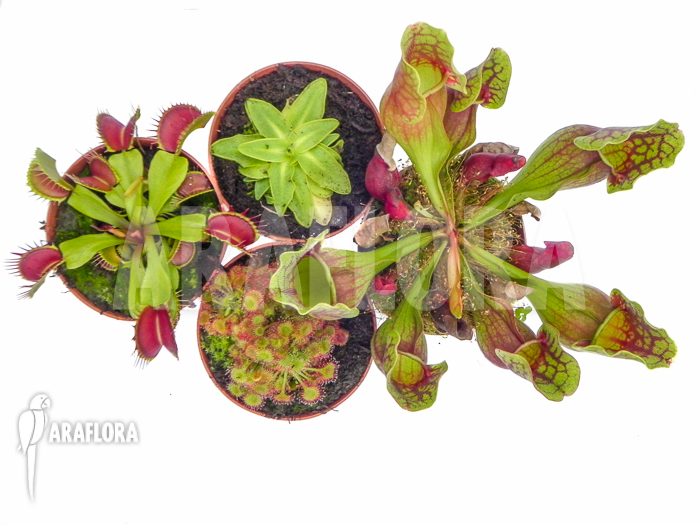 Araflora Carnivorous plant winter package