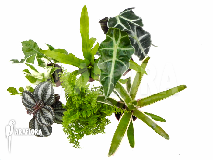 Araflora Terrarrium plant Starterpackage