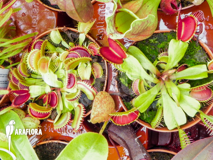 Araflora carnivorous plants XL package